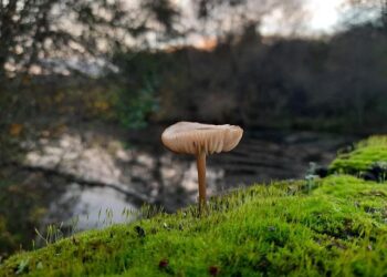 Yes, Canada has a ‘fungus bank’ — and it just got saved by a massive donation – CBC