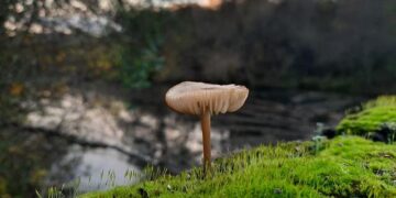 Yes, Canada has a ‘fungus bank’ — and it just got saved by a massive donation – CBC