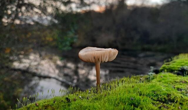 Yes, Canada has a ‘fungus bank’ — and it just got saved by a massive donation – CBC
