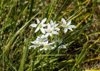 Justin Trudeau moving back to Montreal after buying a home in this neighbourhood — for $4 million dollars – Time Out Worldwide