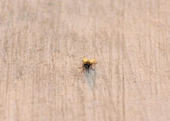 Sudan: Cholera is spreading widely in Khartoum – Doctors Without Borders