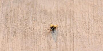 Sudan: Cholera is spreading widely in Khartoum – Doctors Without Borders