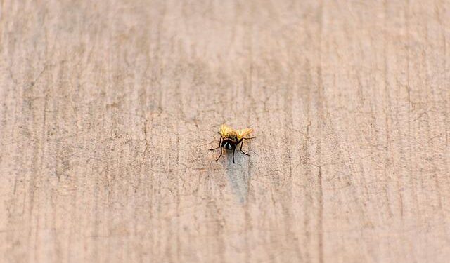 Sudan: Cholera is spreading widely in Khartoum – Doctors Without Borders