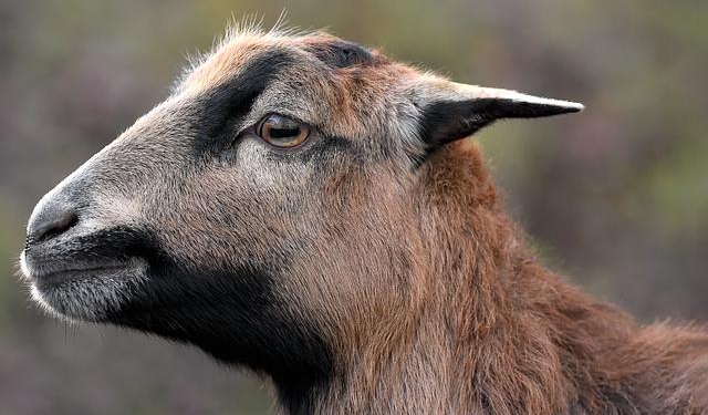 Cameroon election tensions rise in Yaoundé – Channel Africa