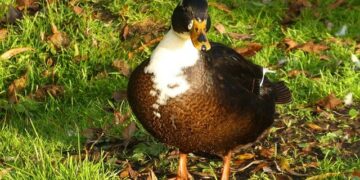 World Cup art initiatives go for goal in Mexico City – The Art Newspaper