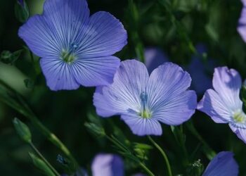 FM Lin honors Tottori prefecture governor – Taiwan Today