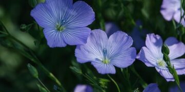 FM Lin honors Tottori prefecture governor – Taiwan Today