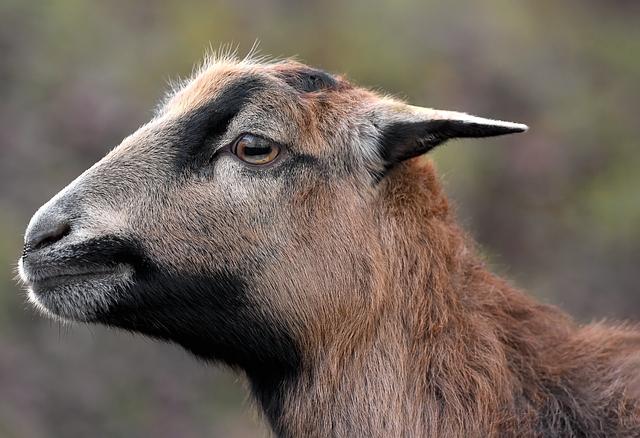 Cameroon: Amnesty calls for release of 36 activists, five years after crackdown – RFI