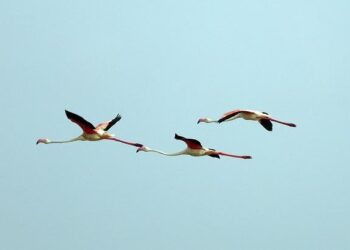 ‘I am sorry, I didn’t know’: Dwarka SUV crash accused’s father | India News – Hindustan Times