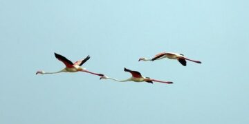 ‘I am sorry, I didn’t know’: Dwarka SUV crash accused’s father | India News – Hindustan Times