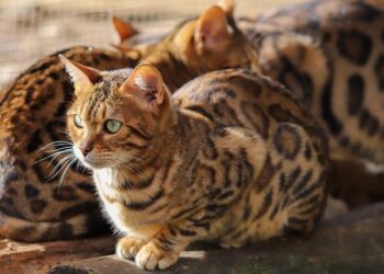 Bengal boy ranks 17th in JEE Mains 1 – The Times of India