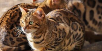 Bengal boy ranks 17th in JEE Mains 1 – The Times of India