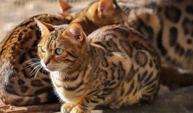 Bengal boy ranks 17th in JEE Mains 1 – The Times of India