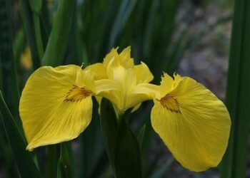 Remembering Iris Chang: The Chinese American Writer Who Unveiled the Nanjing Massacre – The World of Chinese