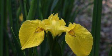 Remembering Iris Chang: The Chinese American Writer Who Unveiled the Nanjing Massacre – The World of Chinese