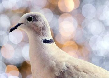 Record-breaking bird diversity: 363 wild species observed in Dongguan – Guangdong News