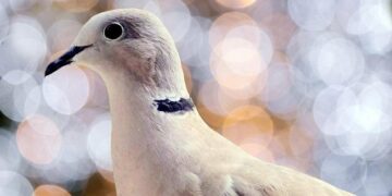 Record-breaking bird diversity: 363 wild species observed in Dongguan – Guangdong News