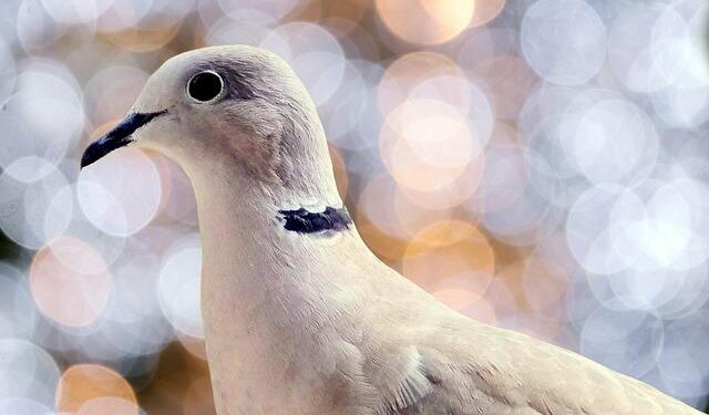 Record-breaking bird diversity: 363 wild species observed in Dongguan – Guangdong News