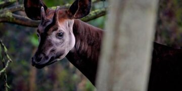 Combat resumes between Congolese army and M23 rebels despite peace treaty – Le Monde.fr