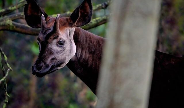 Combat resumes between Congolese army and M23 rebels despite peace treaty – Le Monde.fr