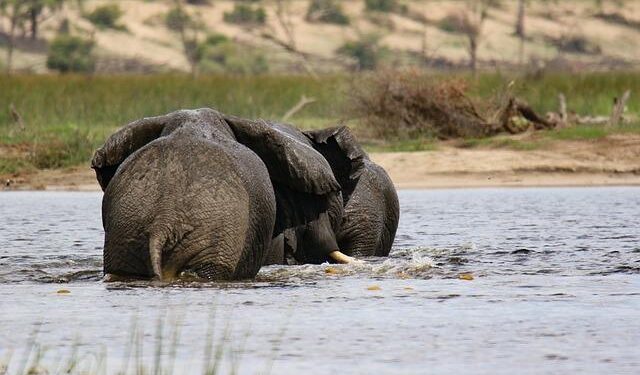 Botswana to open embassy in Moscow, open up to Russia in rare earths and diamonds, minister says – Reuters