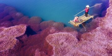 Airport in Vietnam’s Lam Dong, home to Da Lat, to close for nearly 6 months for upgrade – Tuoi Tre News | The News Gateway to Vietnam