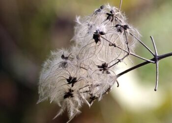 KPHB plots, flats sold at record prices – The Times of India