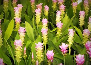 Thai Siam Kitchen debuts in Ho Chi Minh City – e.theleader.vn