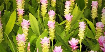 Thai Siam Kitchen debuts in Ho Chi Minh City – e.theleader.vn