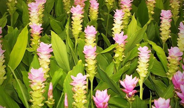 Thai Siam Kitchen debuts in Ho Chi Minh City – e.theleader.vn