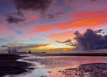 Taiwan pineapples set for US debut – Taipei Times