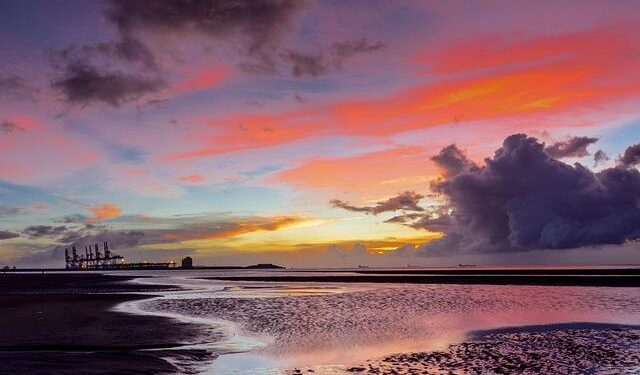 Taiwan pineapples set for US debut – Taipei Times