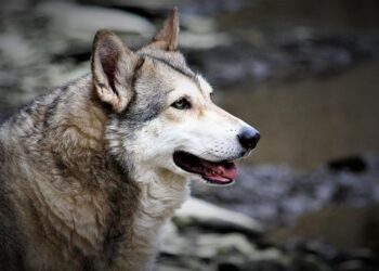 Wolfdogs to challenge Sunbirds this weekend in Japan – Volleyball World