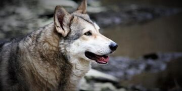 Wolfdogs to challenge Sunbirds this weekend in Japan – Volleyball World