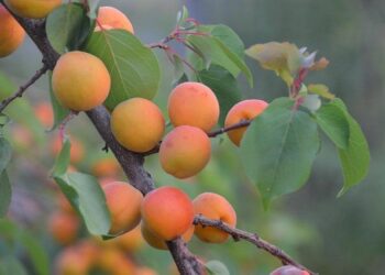 TN unveils agroforestry policy 2026 – The Times of India