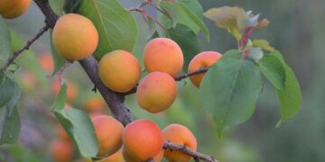 TN unveils agroforestry policy 2026 – The Times of India