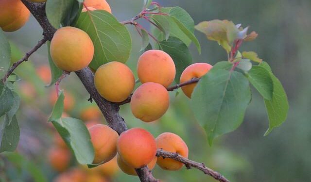 TN unveils agroforestry policy 2026 – The Times of India