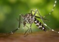 7-day mosquito eradication efforts conducted in S.China’s Foshan, Level III public health emergency response activated – Global Times