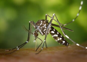 7-day mosquito eradication efforts conducted in S.China’s Foshan, Level III public health emergency response activated – Global Times