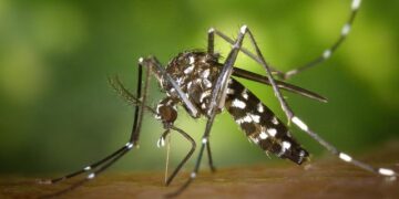 7-day mosquito eradication efforts conducted in S.China’s Foshan, Level III public health emergency response activated – Global Times