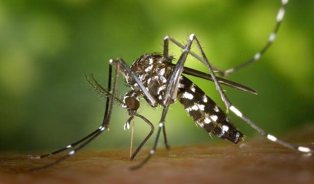 7-day mosquito eradication efforts conducted in S.China’s Foshan, Level III public health emergency response activated – Global Times