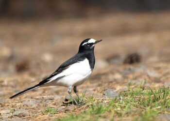 Abierto GNP Seguros 2025 2025 Overview | WTA Official – WTA Tennis