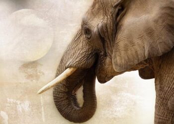 Threat of further violence looms after Mexican cartel rampage – BBC