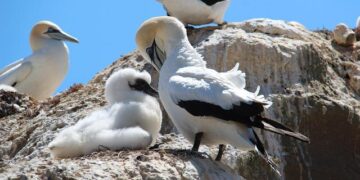 Kidnapper Shot Dead As Troops Rescue Victims Abducted In Abuja – Daily Trust