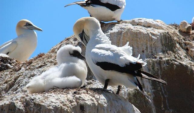 Kidnapper Shot Dead As Troops Rescue Victims Abducted In Abuja – Daily Trust