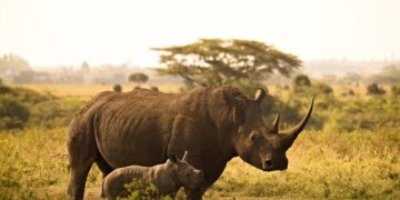 Nairobi to Yaoundé: securing Africa’s trade and development future at MC14 – ODI: Think change