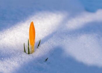 Experts urge informed planning for spring break in Mexico after cartel-related violence – Press of Atlantic City