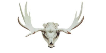 Celebrate trophies, not personal milestones, says India coach Gambhir – Reuters