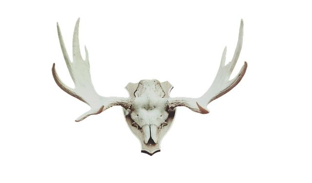 Celebrate trophies, not personal milestones, says India coach Gambhir – Reuters