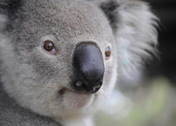 Australia’s New Subclass 407 Training Visa Rules: Major Changes Impacting Workforce Training in Sydney, Melbourne, and Beyond! – Travel And Tour World